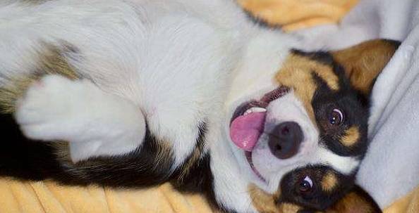 狗狗露肚子仅仅信赖?实际上你了解不对 狗狗露肚子仅仅信赖?实际上你了解不对