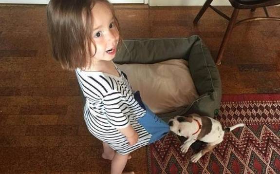 狗狗一直喜爱咬衣服?狗狗:这都怪主人没能好好地达到我的要求! 狗狗一直喜爱咬衣服?狗狗:这都怪主人没能好好地达到我的要求!