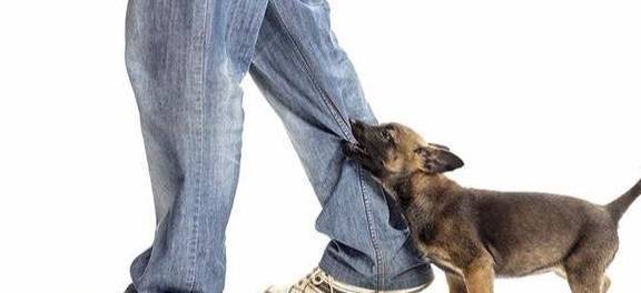 狗狗一直喜爱咬衣服?狗狗:这都怪主人没能好好地达到我的要求! 狗狗一直喜爱咬衣服?狗狗:这都怪主人没能好好地达到我的要求!