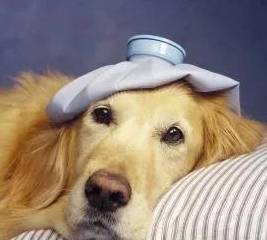 狗狗宁可饿着肚子也不要吃狗粮,宠主该怎么办? 狗狗宁可饿着肚子也不要吃狗粮,宠主该怎么办?