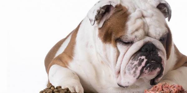 狗狗宁可饿着肚子也不要吃狗粮,宠主该怎么办? 狗狗宁可饿着肚子也不要吃狗粮,宠主该怎么办?