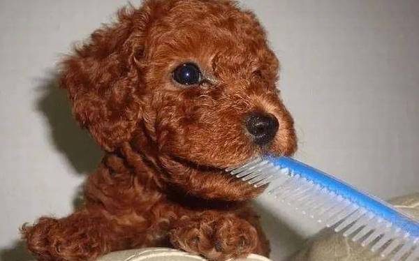 泰迪向主人致歉的“6种方式”,很多人还不明白 泰迪向主人致歉的“6种方式”,很多人还不明白