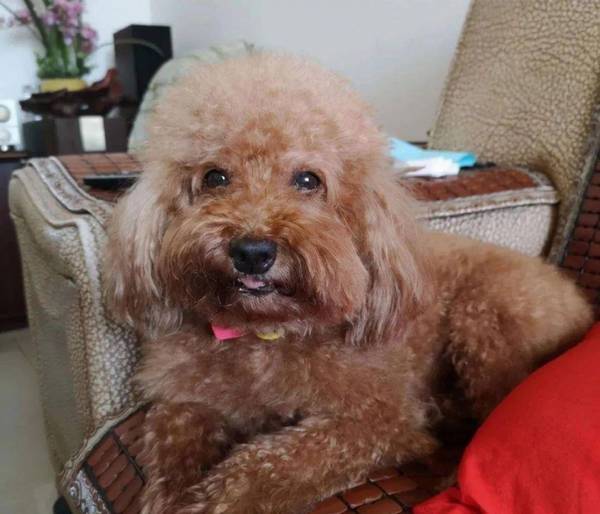 泰迪向主人致歉的“6种方式”,很多人还不明白 泰迪向主人致歉的“6种方式”,很多人还不明白