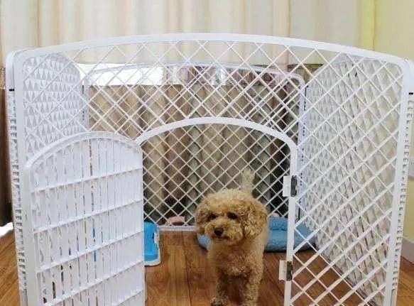 泰迪向主人致歉的“6种方式”,很多人还不明白 泰迪向主人致歉的“6种方式”,很多人还不明白