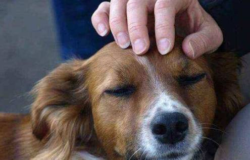 狗狗最爱这五种铲屎官,您有这种特性吗?搞清楚这种才受狗狗热烈欢迎 狗狗最爱这五种铲屎官,您有这种特性吗?搞清楚这种才受狗狗热烈