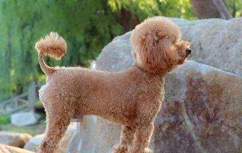 泰迪这5大“软肋”,触遇到了,很有可能它会咬你 泰迪这5大“软肋”,触遇到了,很有可能它会咬你