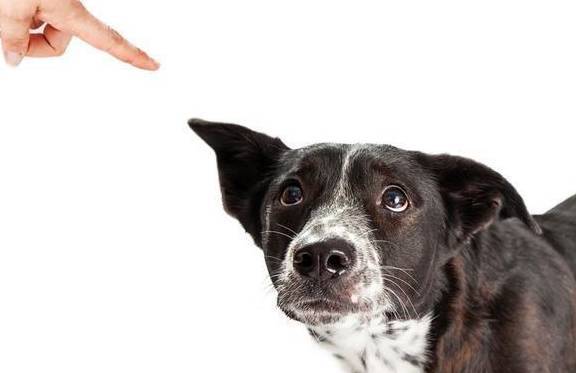 惩罚狗狗时,不能犯的5大忌讳,犯一个爱着你一辈子! 惩罚狗狗时,不能犯的5大忌讳,犯一个爱着你一辈子!