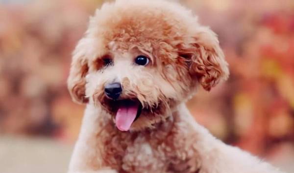 ̩����ɫ�����Ե�ʣ����˽�ö����