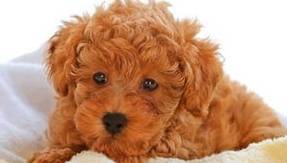 ̩����ɫ�����Ե�ʣ����˽�ö����