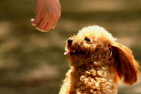 泰迪褪色的五大缘故,你了解好多个? 泰迪褪色的五大缘故,你了解好多个?