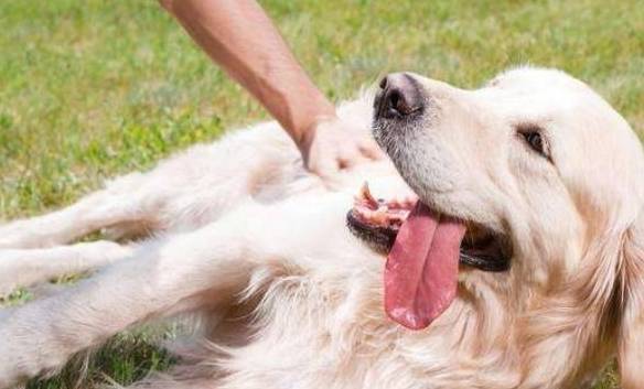 想提升你跟狗狗的情感,除开喂养之外,你能抚摸它这5个部位 想提升你跟狗狗的情感,除开喂养之外,你能抚摸它这5个部位