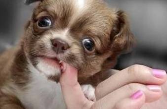 狗狗这5个个人行为看起来听话,实际上是它在操纵你! 狗狗这5个个人行为看起来听话,实际上是它在操纵你!