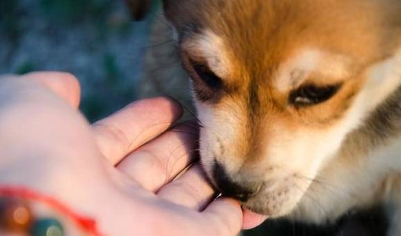 狗狗最想亲切的“5类人”已发布,看一下你有没有榜单呢? 狗狗最想亲切的“5类人”已发布,看一下你有没有榜单呢?