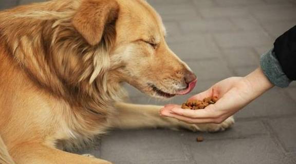 狗狗最想亲切的“5类人”已发布,看一下你有没有榜单呢? 狗狗最想亲切的“5类人”已发布,看一下你有没有榜单呢?