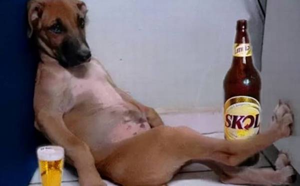 狗在你家里过着滋润的生活,会有这些表现,你家有吗? 狗在你家里过着滋润的生活,会有这些表现,你家有吗?