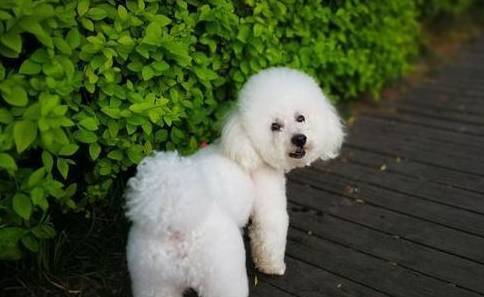 比熊有这5大主要表现,表明它以为自身地位比你高,得好好地经验教训! 比熊有这5大主要表现,表明它以为自身地位比你高,得好好地经验