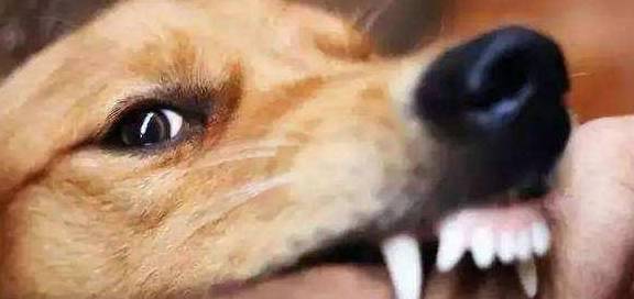 狗狗在乱咬以前会有这种状况,或是别挨近好! 狗狗在乱咬以前会有这种状况,或是别挨近好!