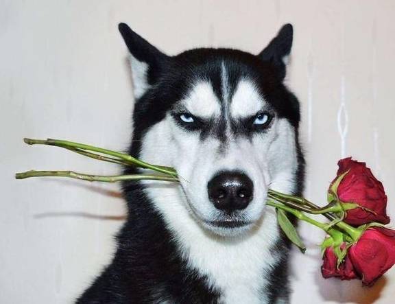 狗狗在乱咬以前会有这种状况,或是别挨近好! 狗狗在乱咬以前会有这种状况,或是别挨近好!