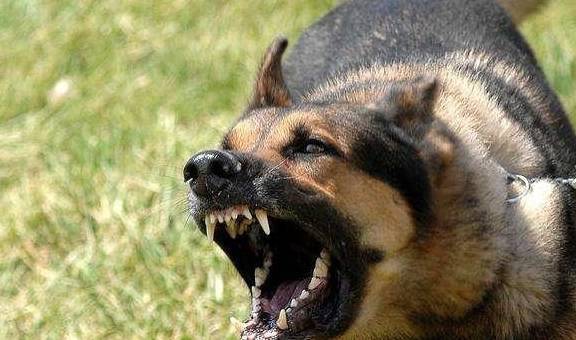 狗狗在乱咬以前会有这种状况,或是别挨近好! 狗狗在乱咬以前会有这种状况,或是别挨近好!