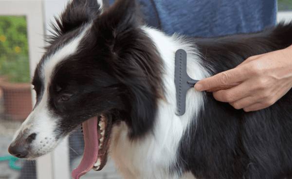 狗脱毛吃什么营养 狗脱毛吃什么营养