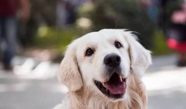 狗狗见人就叫,惹人讨厌?4个方式让狗狗变的受大家喜爱 狗狗见人就叫,惹人讨厌?4个方式让狗狗变的受大家喜爱