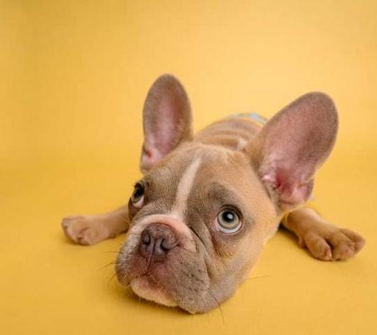 狗狗见人就叫,惹人讨厌?4个方式让狗狗变的受大家喜爱 狗狗见人就叫,惹人讨厌?4个方式让狗狗变的受大家喜爱