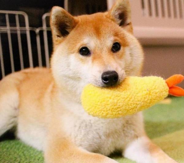 狗狗见人就叫,惹人讨厌?4个方式让狗狗变的受大家喜爱 狗狗见人就叫,惹人讨厌?4个方式让狗狗变的受大家喜爱