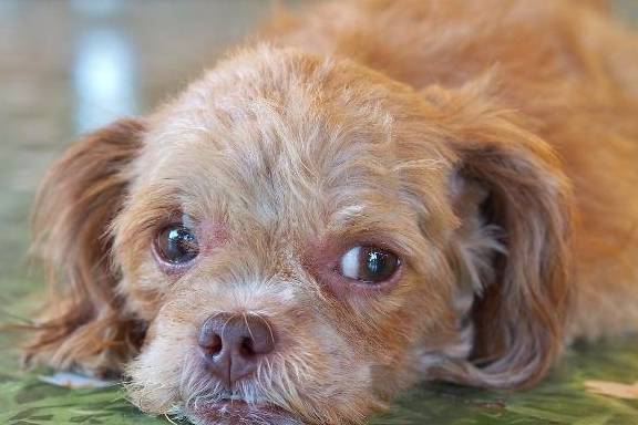 狗狗普遍的4种冷漠个人行为,这也是对饲主不太喜欢的体现吗? 狗狗普遍的4种冷漠个人行为,这也是对饲主不太喜欢的体现吗?