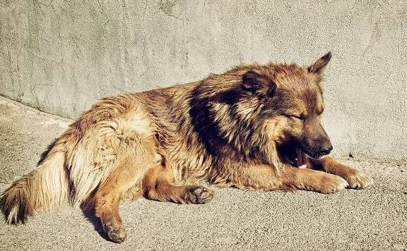 狗狗普遍的4种冷漠个人行为,这也是对饲主不太喜欢的体现吗? 狗狗普遍的4种冷漠个人行为,这也是对饲主不太喜欢的体现吗?