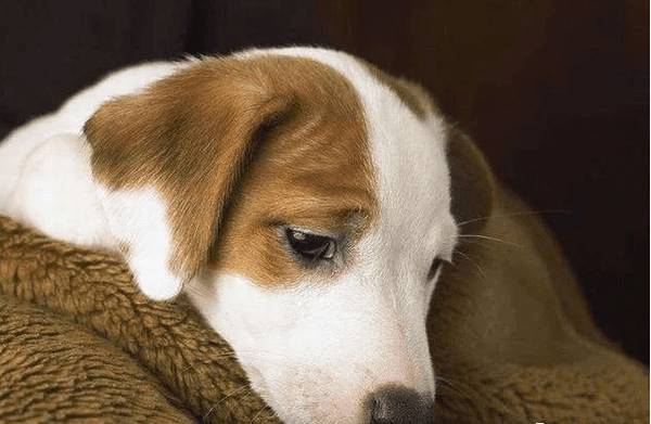 ������Ը��������������Ե�ʸ�����Ͳ��ص�����