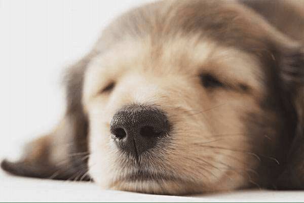 ������Ը��������������Ե�ʸ�����Ͳ��ص�����