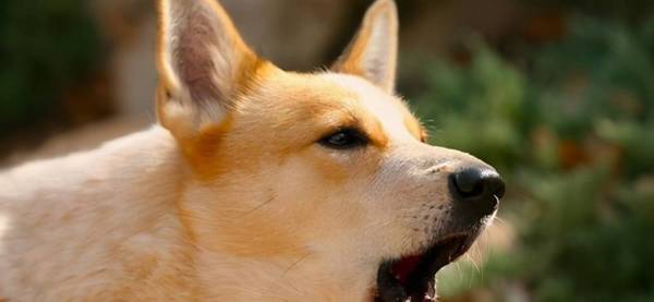 你知道不同叫声的含义了解多少? 你知道不同叫声的含义了解多少?