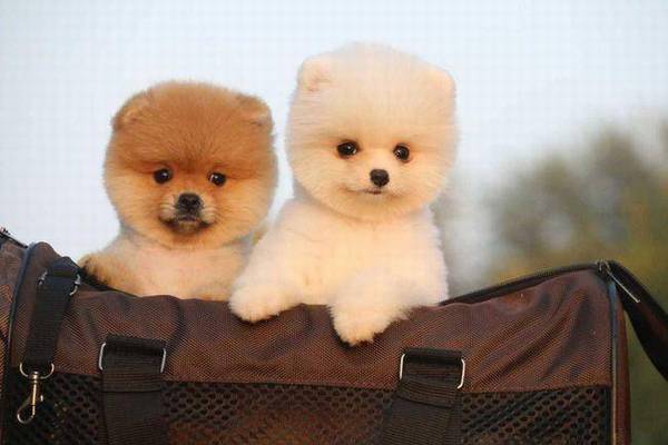 ��ʱ�͹����ڹ���������£���������һֱϲ����ͷ����