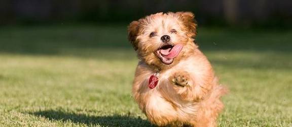 狗想出去散步吗?这八种行为都是暗示,其中一种特别明显 狗想出去散步吗?这八种行为都是暗示,其中一种特别明显