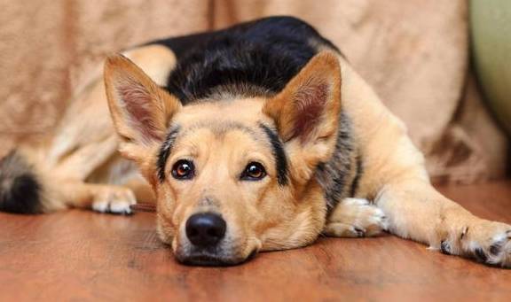 狗想出去散步吗?这八种行为都是暗示,其中一种特别明显 狗想出去散步吗?这八种行为都是暗示,其中一种特别明显