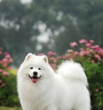 萨摩耶有泪痕毁颜值吗?这些把戏非常有效,试过就知道了! 萨摩耶有泪痕毁颜值吗?这些把戏非常有效,试过就知道了!