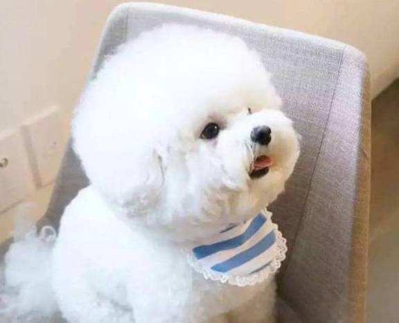 比熊毛发很易脏?学好5招,让它毛发更好看! 比熊毛发很易脏?学好5招,让它毛发更好看!