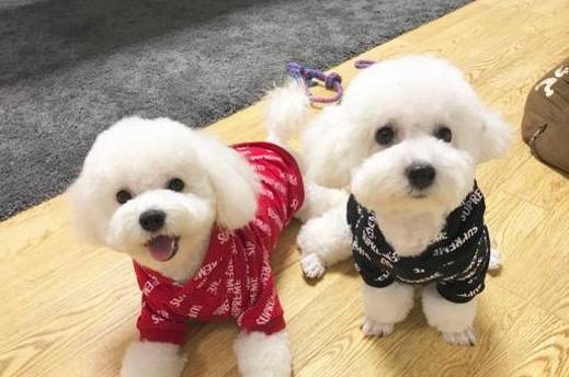 比熊毛发很易脏?学好5招,让它毛发更好看! 比熊毛发很易脏?学好5招,让它毛发更好看!