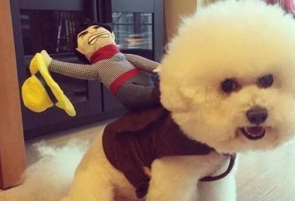 比熊毛发很易脏?学好5招,让它毛发更好看! 比熊毛发很易脏?学好5招,让它毛发更好看!