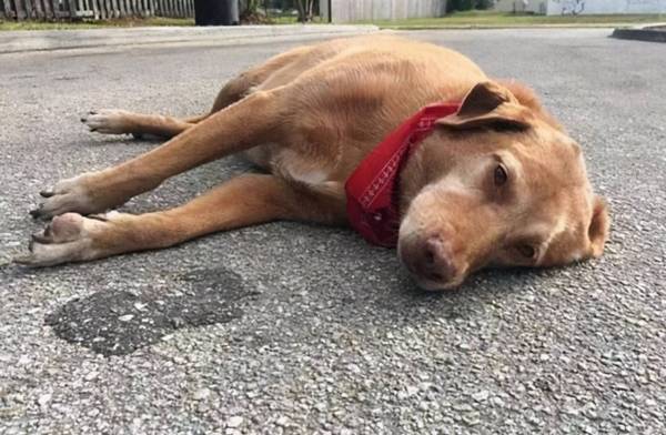 夏天给狗狗洗澡的5个忌讳,那样做便是在损害他们! 夏天给狗狗洗澡的5个忌讳,那样做便是在损害他们!