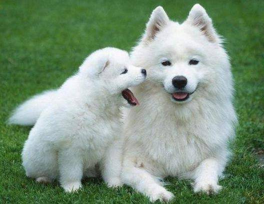 夏天到了,铲屎官到底该不该给狗刮胡子? 夏天到了,铲屎官到底该不该给狗刮胡子?