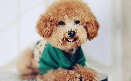 夏季究竟需不需要给狗剃毛?小编解读狗狗剃毛 夏季究竟需不需要给狗剃毛?小编解读狗狗剃毛