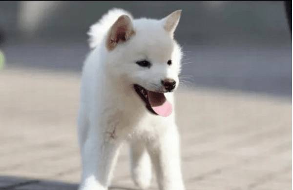 ������Ư�׵�����