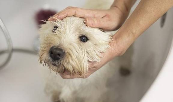 狗狗洗澡的四个雷区,主人不要再犯错了 狗狗洗澡的四个雷区,主人不要再犯错了