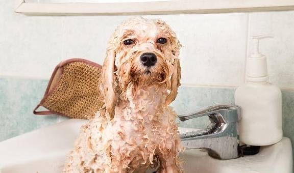 狗狗洗澡的四个雷区,主人不要再犯错了 狗狗洗澡的四个雷区,主人不要再犯错了