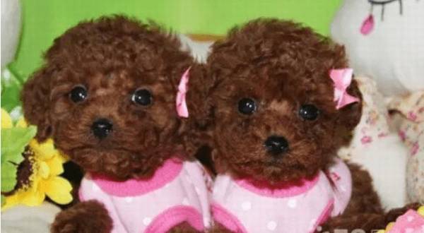 ����Ȯ��ë�����ݱ���