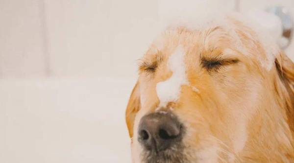 狗狗洗澡有哪些常见问题? 狗狗洗澡有哪些常见问题?