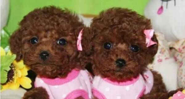 ����Ȯ��ë������ҽ��