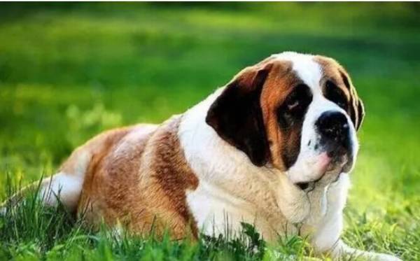 ʥ����Ȯ��ɶ��ëʥ���ɱ�ë��̫�ø���ô��