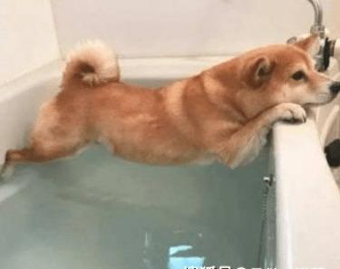 你的萌宠到底理应多久洗一次澡?铲屎官不可或缺 你的萌宠到底理应多久洗一次澡?铲屎官不可或缺